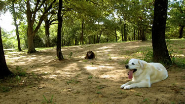 Photo of our cage-free dog boarding facility where dogs are lounging in a grove of oak trees.