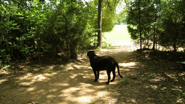Photo of lucky taking a leash-free walk on the nature trail.