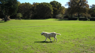 Photo of Dog taking a leash-free walk toward the pond at the dog daycare.