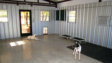 Photo of the dogs inside the cage-free dog boarding facility.