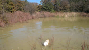 Photo of dog taking a dip in the pond at the dog daycare.