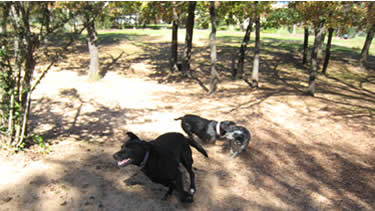 Photo of dogs playing chase at the leash-free dog daycare and dog boarding facility.