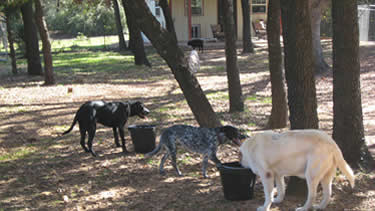 Photo of the dogs getting a refreshing drink under the trees at the dog daycare.
