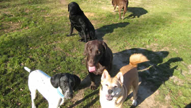 Photo of a group of dogs hanging out in the leash-free environment of the dog boarding grounds.