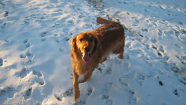 Photo of dog in the snow as it is running around in the cage-free environment of the dog daycare.