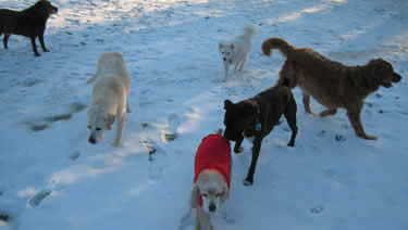 Photo of a group of dogs playing outside in the snow at the dog boarding ranch.