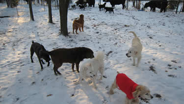 Photo of the dogs barking at the cows next to the dog daycare and dog boarding ranch.