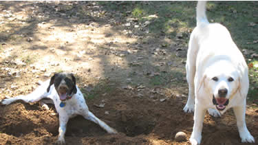 Photo of dogs digging in the dirt and playing ball at the dog daycare.