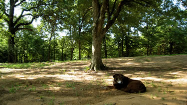 Photo of our beautiful shade trees at my doggy daycare.