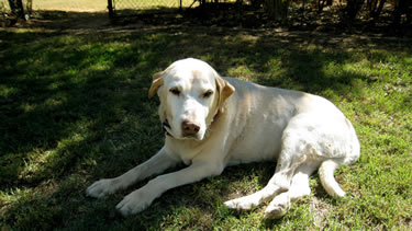 Photos of Lucky Dog Daycare and Dog Boarding Ranch