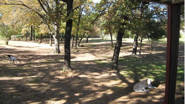 Photo of dogs showing lots of trees and room to run in the woods at the cage-free dog daycare.