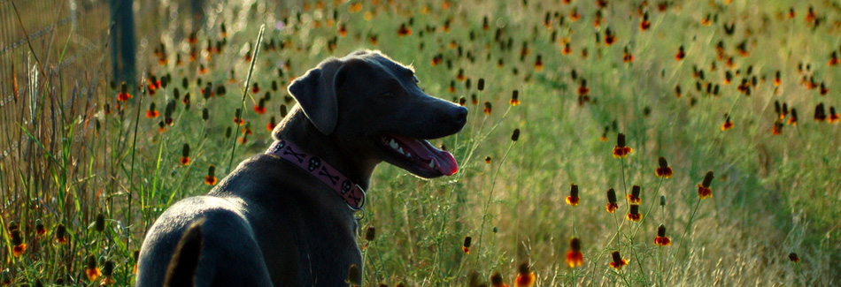 Photo to Lucky Dog in the wild flowers at Dog Daycare and Boarding.